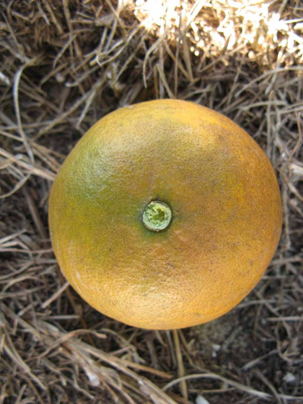              Fruit (Winter Haven, FL)       